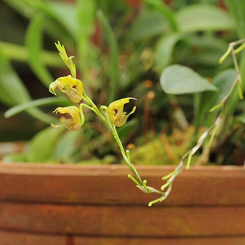 Scaphosepalum verrucosum unspecified picture