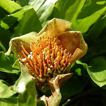 Scadoxus membranaceus unspecified picture