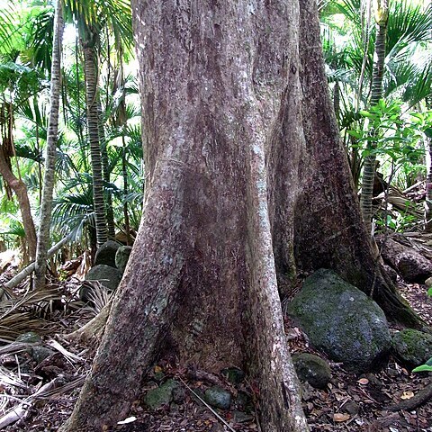 Syzygium fullagarii unspecified picture