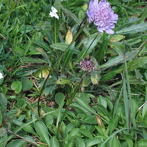 Scabiosa silenifolia unspecified picture