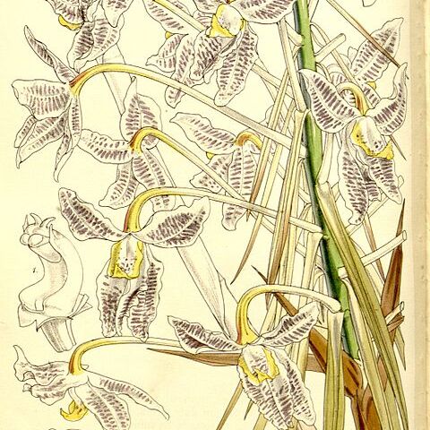 Laelia lyonsii unspecified picture