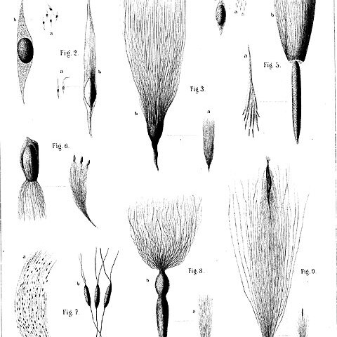 Cosmibuena unspecified picture