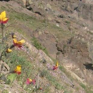 Schizanthus grahamii unspecified picture