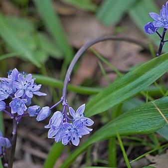 Scilla bithynica unspecified picture