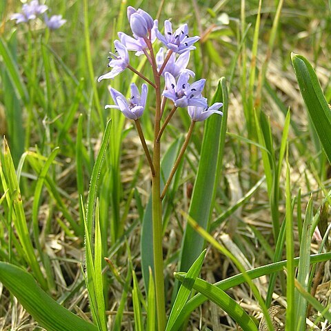 Scilla kladnii unspecified picture