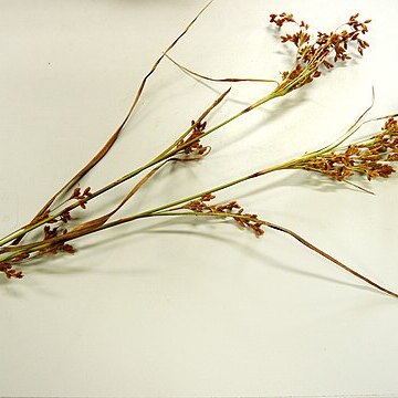 Scirpus wichurae unspecified picture