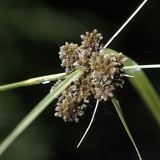 Scirpus georgianus unspecified picture