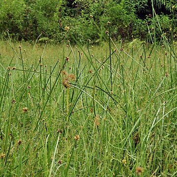 Schoenoplectiella mucronata unspecified picture