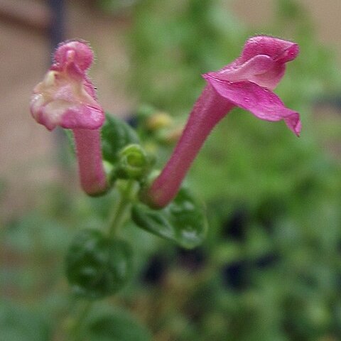 Scutellaria suffrutescens unspecified picture