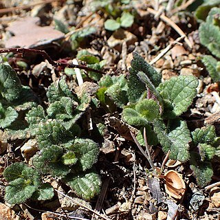 Scutellaria cypria unspecified picture