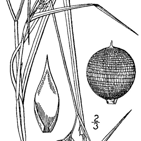 Scleria reticularis unspecified picture