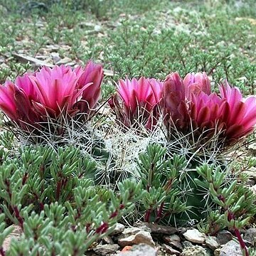 Sclerocactus nyensis unspecified picture