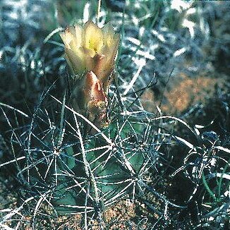 Sclerocactus sileri unspecified picture