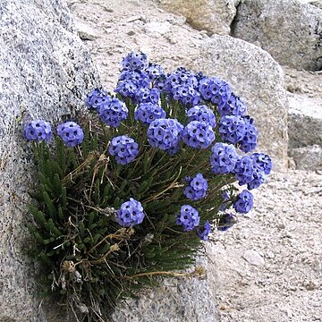 Polemonium eximium unspecified picture