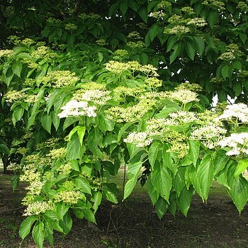 Cornus macrophylla unspecified picture