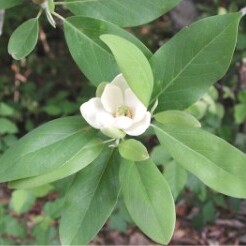 Magnoliaceae unspecified picture