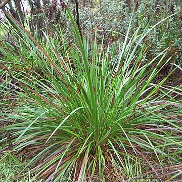 Lepidosperma gladiatum unspecified picture