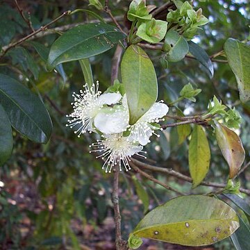 Eugenia luschnathiana unspecified picture