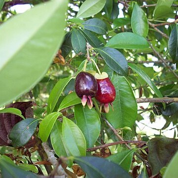 Syzygium phillyreifolium unspecified picture