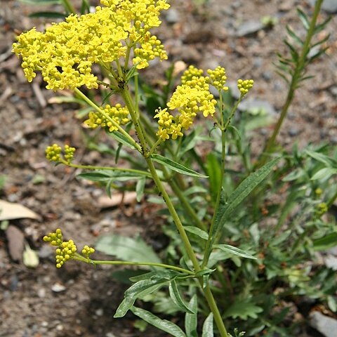 Patrinia rupestris unspecified picture