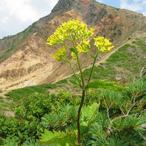 Patrinia gibbosa unspecified picture