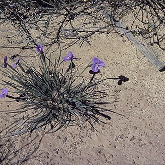 Patersonia drummondii unspecified picture