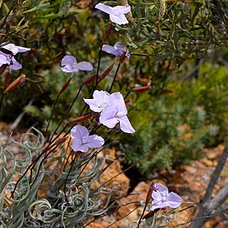 Patersonia spirafolia unspecified picture