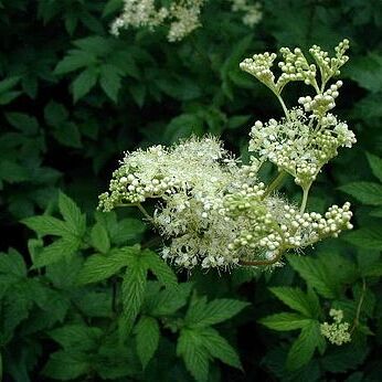 Filipendula unspecified picture