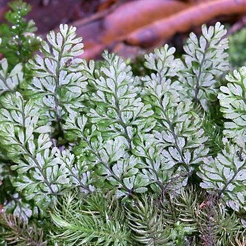 Hymenophyllum cupressiforme unspecified picture