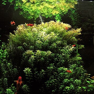 Rotala indica unspecified picture