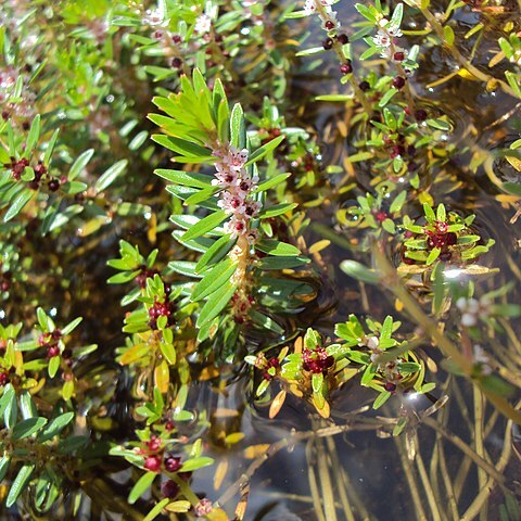 Rotala malabarica unspecified picture