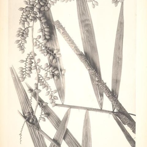 Calamus trachycoleus unspecified picture