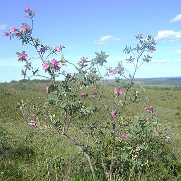 Kielmeyera rubriflora unspecified picture