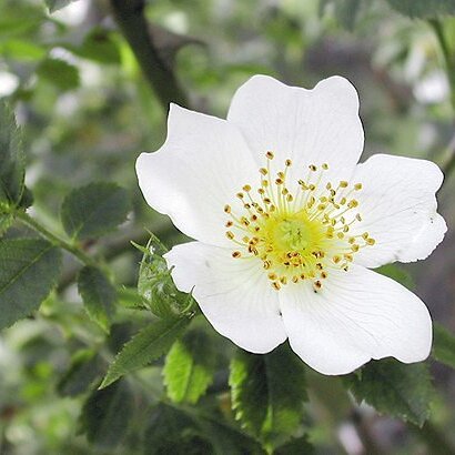 Rosaceae unspecified picture