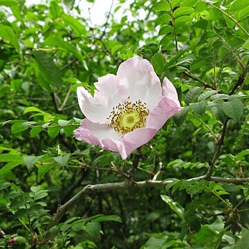 Rosa hirtula unspecified picture