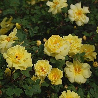 Rosa x harisonii unspecified picture