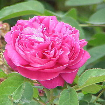 Rosa damascena unspecified picture