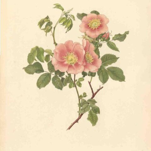 Rosa laxa unspecified picture