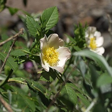 Rosa squarrosa unspecified picture