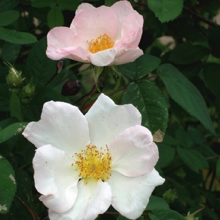 Rosa x richardii unspecified picture