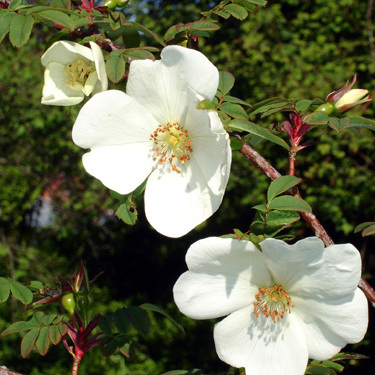 Rosa omeiensis unspecified picture