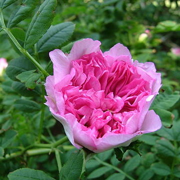 Rosa roxburghii unspecified picture