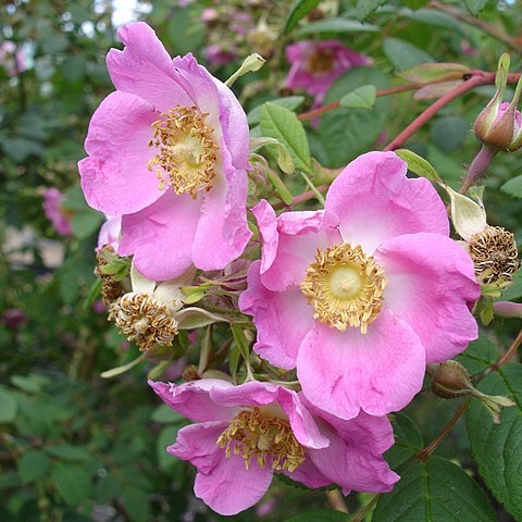 Rosa caudata unspecified picture