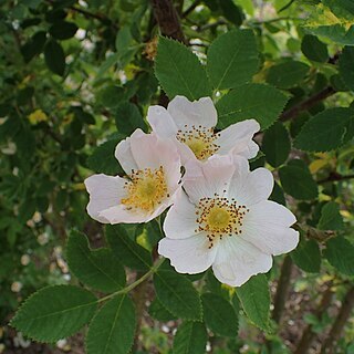 Rosa caesia unspecified picture