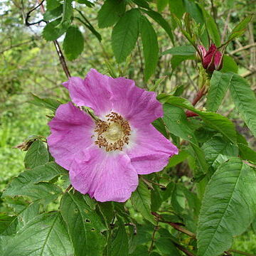 Rosa bella unspecified picture