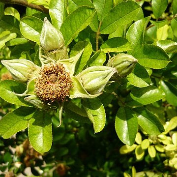 Rosa bracteata unspecified picture