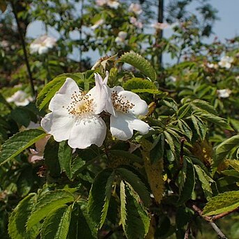 Rosa zalana unspecified picture