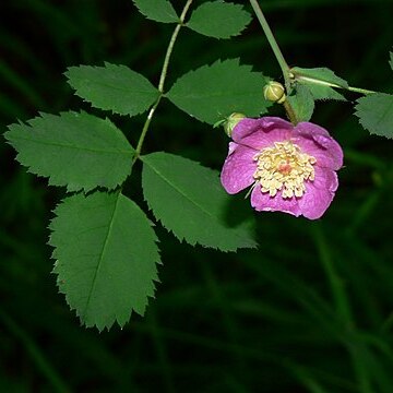 Rosa gymnocarpa unspecified picture