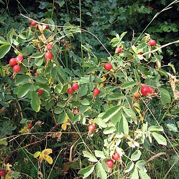 Rosa glutinosa unspecified picture