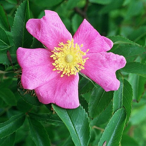 Rosa foliolosa unspecified picture